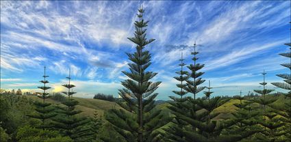 Norfolk Island Pine - NSW T (PBH4 00 12287)